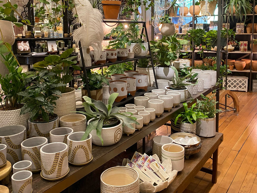 Planters – Jupiter Row