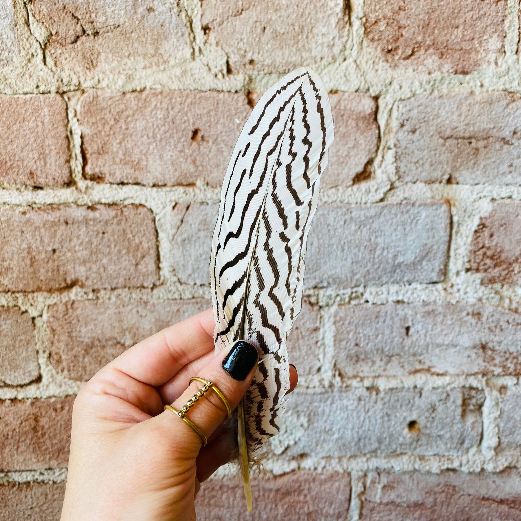 Silver Pheasant Feathers